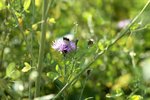 Biene auf einer Blühfläche