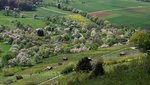 Streuobstwiesen an der Limburg Streuobstwiesen an der Limburg