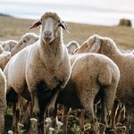 Schafe stehen dicht aneinander auf einer Wiese Schafe stehen dicht aneinander auf einer Wiese